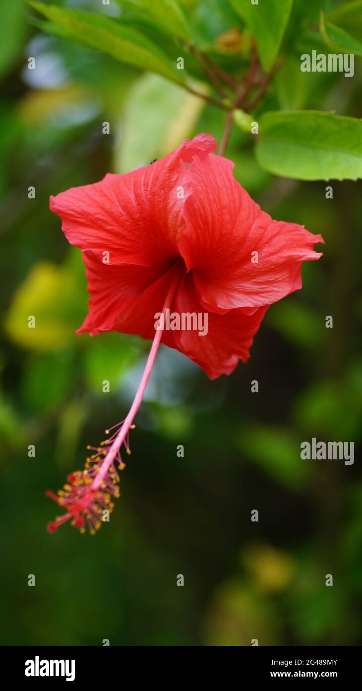 Selective focus shot of a red Hibis flowering plant growing in the garden  Stock Photo - Alamy