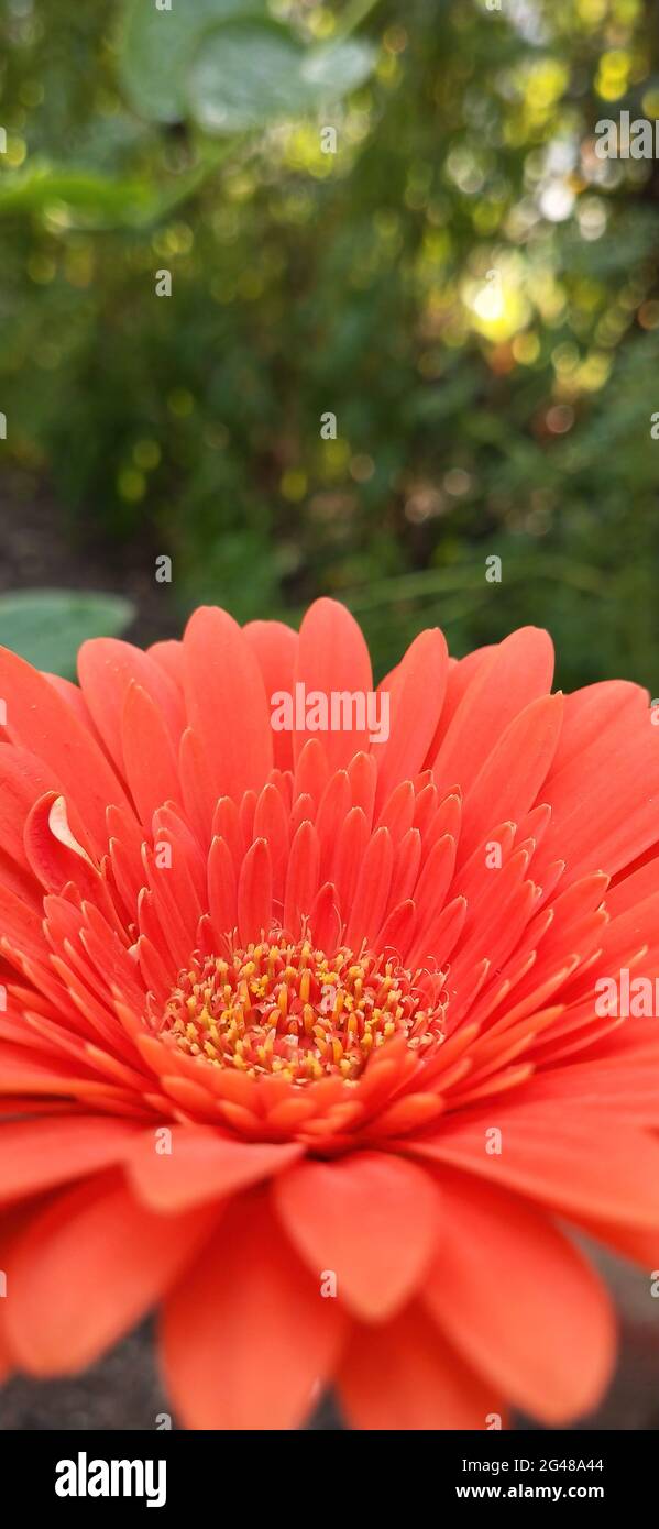 Closeup shot of a red Transvaal daisy in daylight Stock Photo