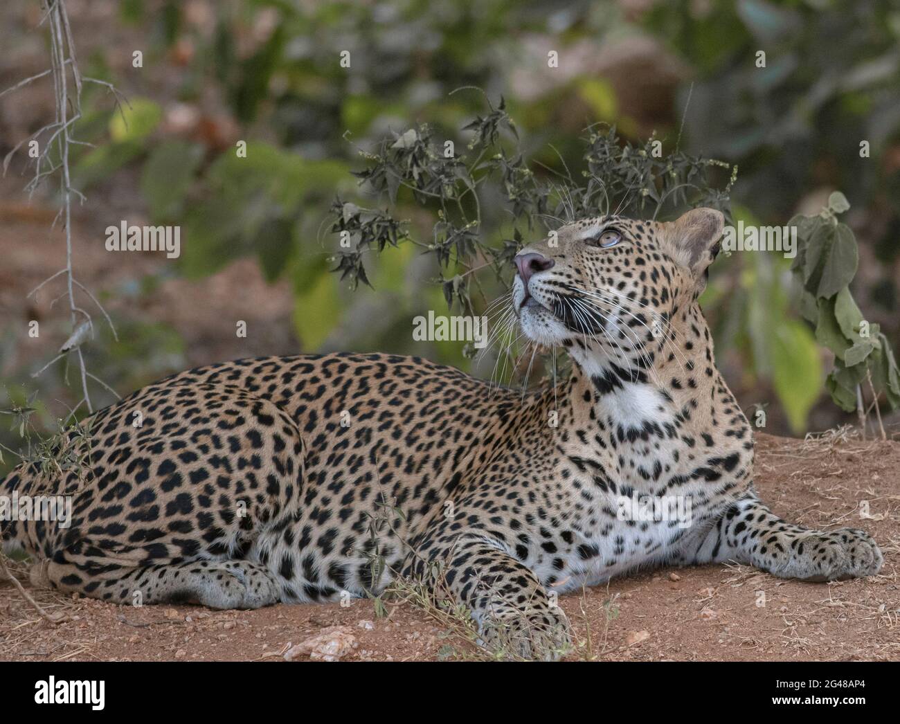 close up of leopard; leopard stare; Sunshine on leopard face; sun on leopard; leopard in the sun; leopard in sunlight Stock Photo