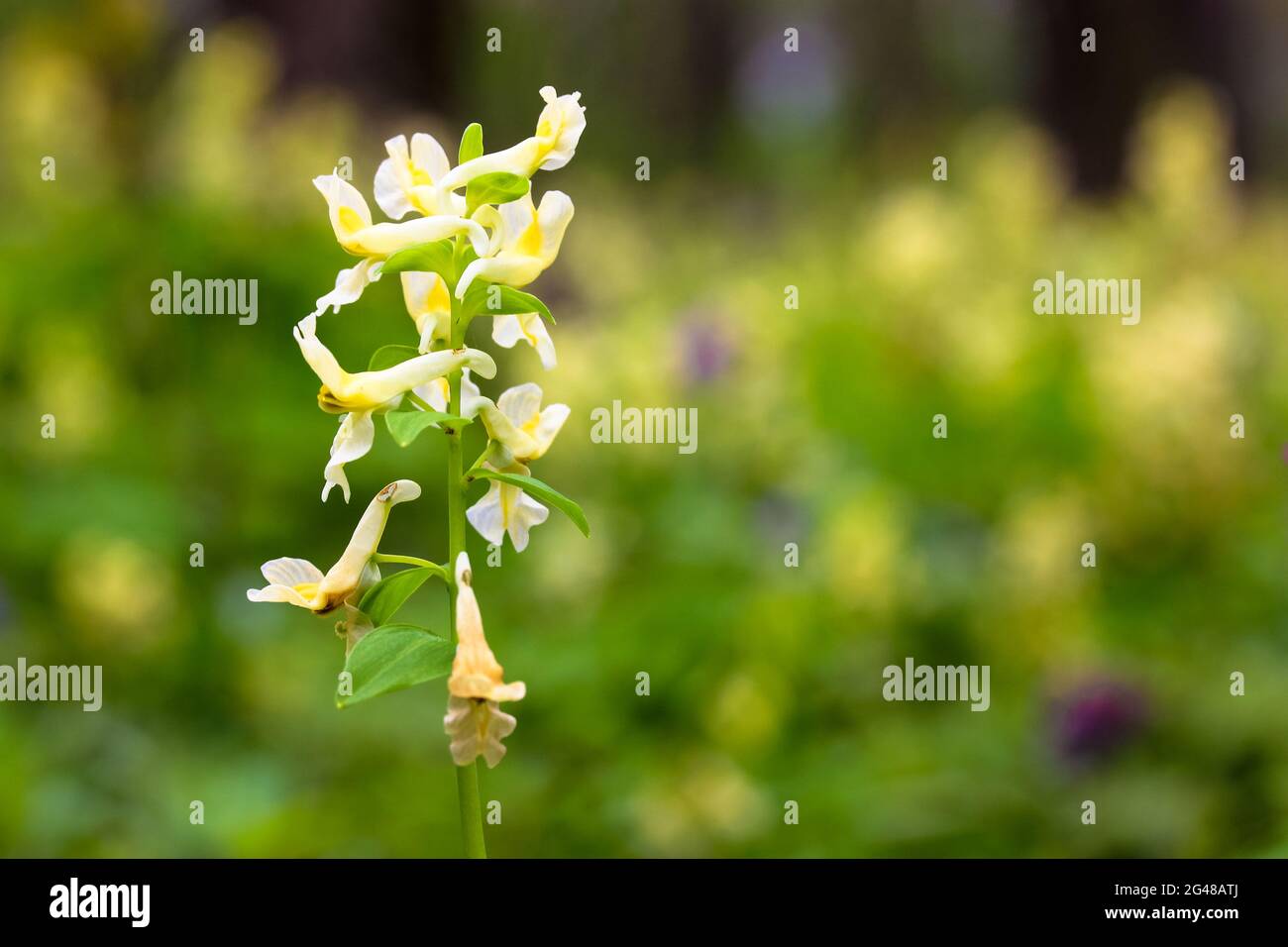 Yellow flower Sprin messenger Hollow-root, Corydalis Lutea, blooms in spring. Stock Photo