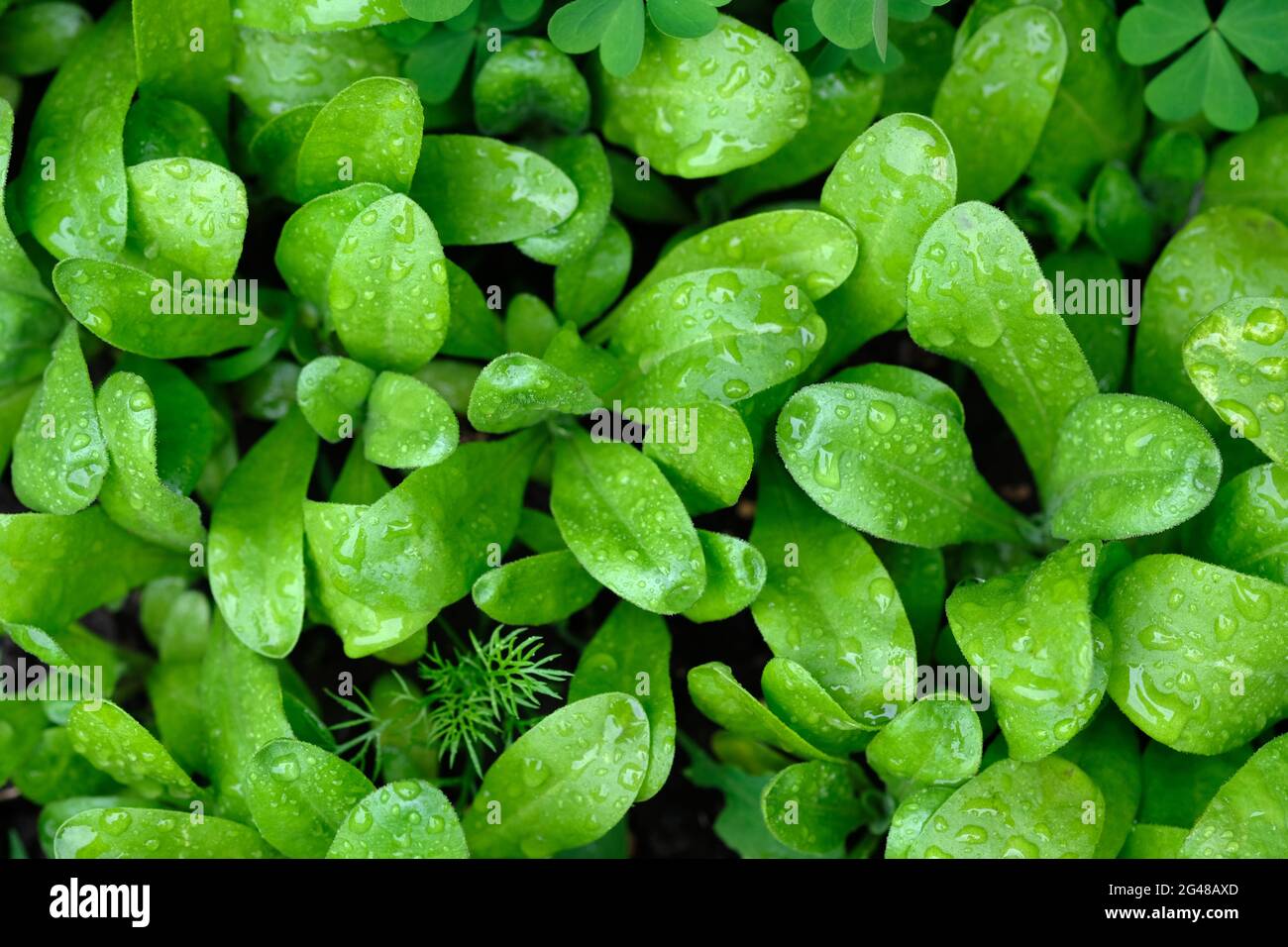 Calendula sprouts top view. Small bushes of calendula after rain in