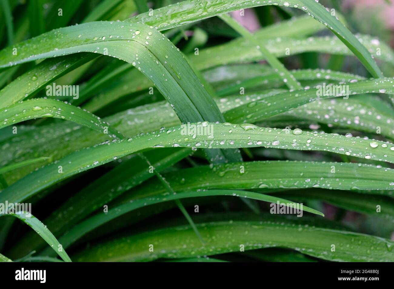 Lily leaves and raindrops top background. Green oblong leaves with water drops in spring. elongated leaves, bush in the garden. Green day lily bush Stock Photo