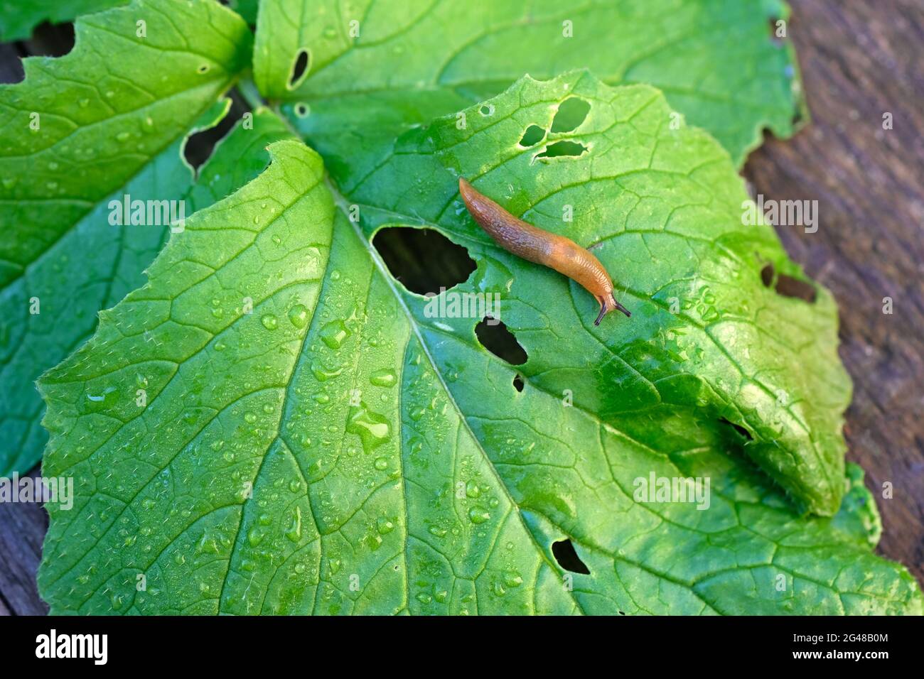 Arion lusitanicus close-up on damaged radish leaves. Brown slug on a green wet radish leaf top view. Stock Photo