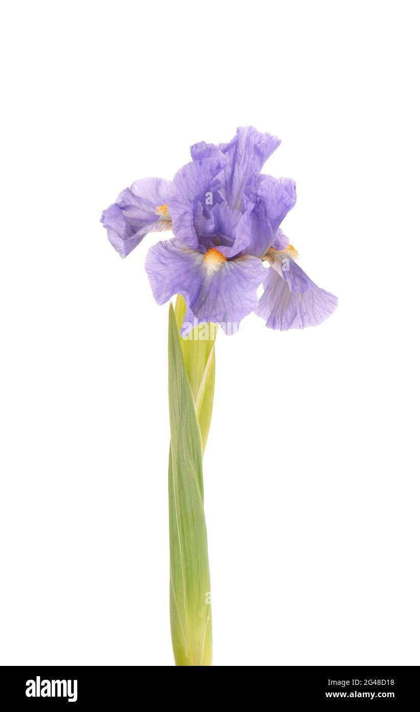 Iris flower isolated hi res stock photography and images   Alamy
