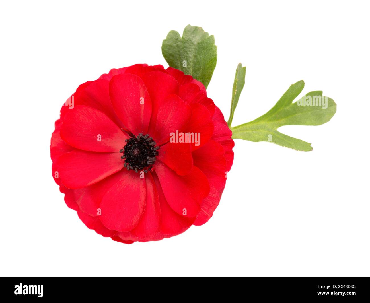 Red ranunculus asiaticus flower isolated on white background. Persian ...