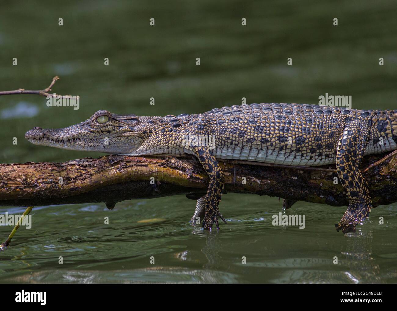 Basking croc; Close up of a crocodile; crocodile jaws; Crocodile with its mouth open basking in the sun; Saltwater crocodile, Nilwala river Sri Lanka Stock Photo