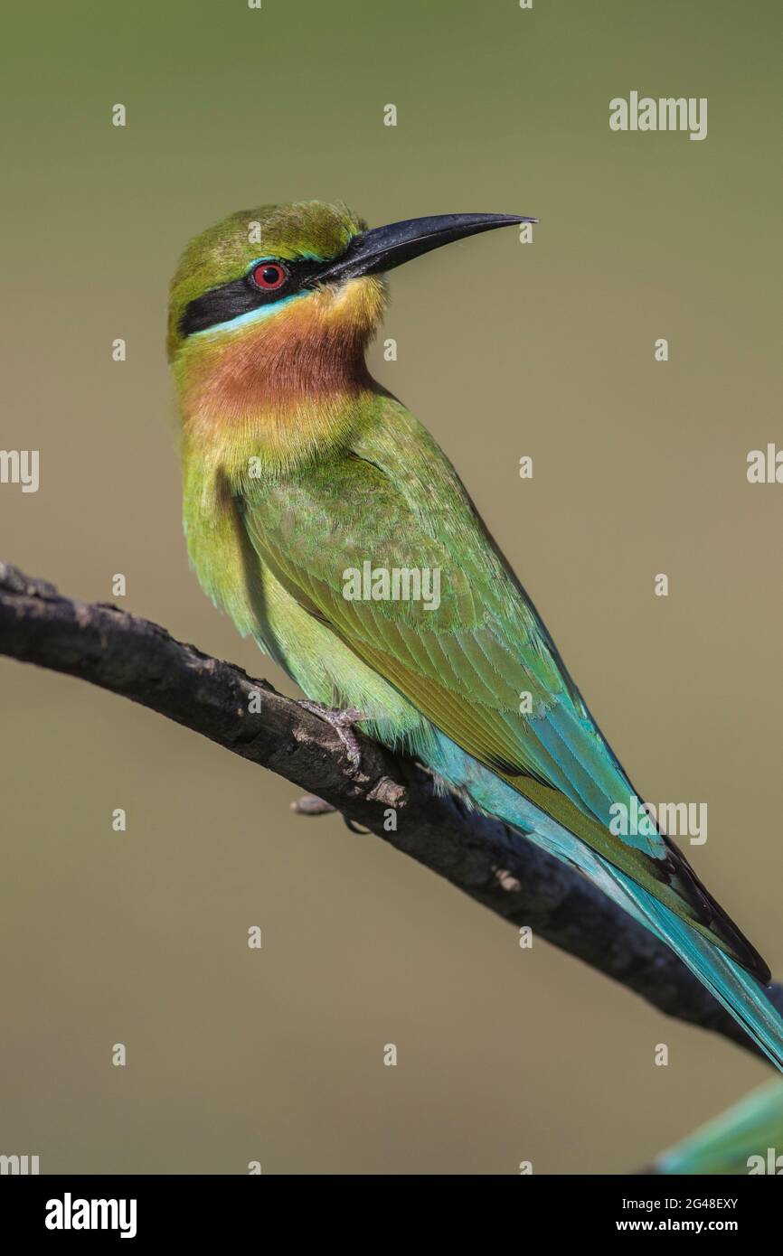 Bird sitting on a branch; beautiful bird sitting on a branch; colourful bird; colorful bird; Blue tailed bee eater from Sri Lanka, Wilpattu Stock Photo