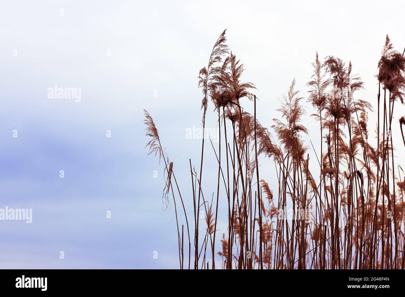 Dry Reed Plants Against Gray Blue Sky And River High Yellow Grass In Autumn Beige Line In The Countryside With Shrubs Near The Lake On A Swampy Area Stock Photo Alamy