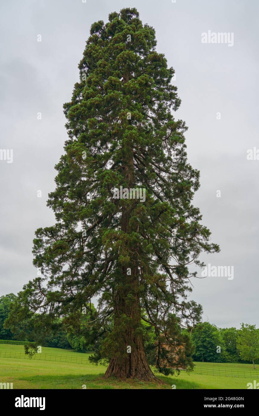a large and tall fir tree growing in th egrounds of a country house