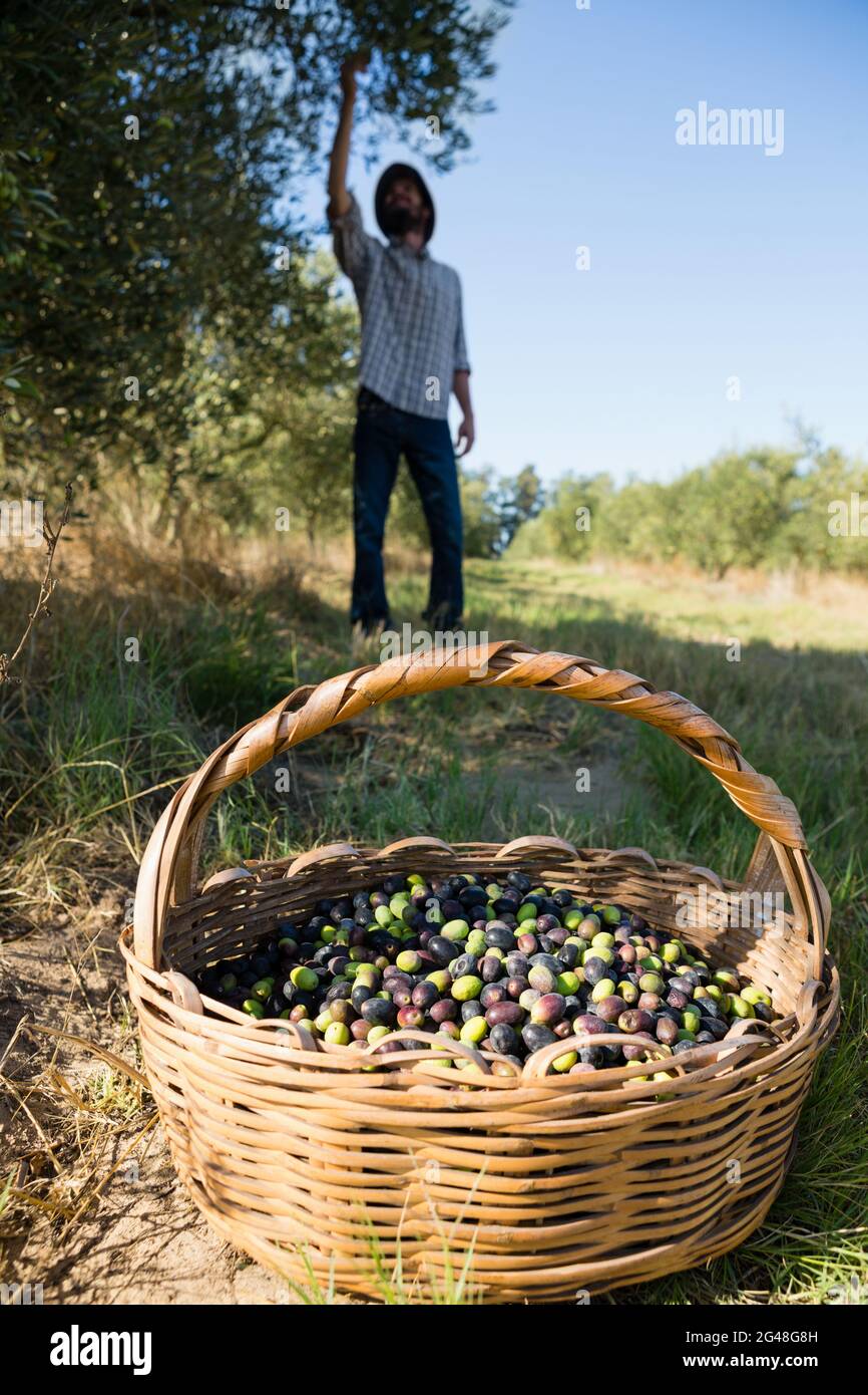 Farmer harvesting a olives from tree Stock Photo Alamy