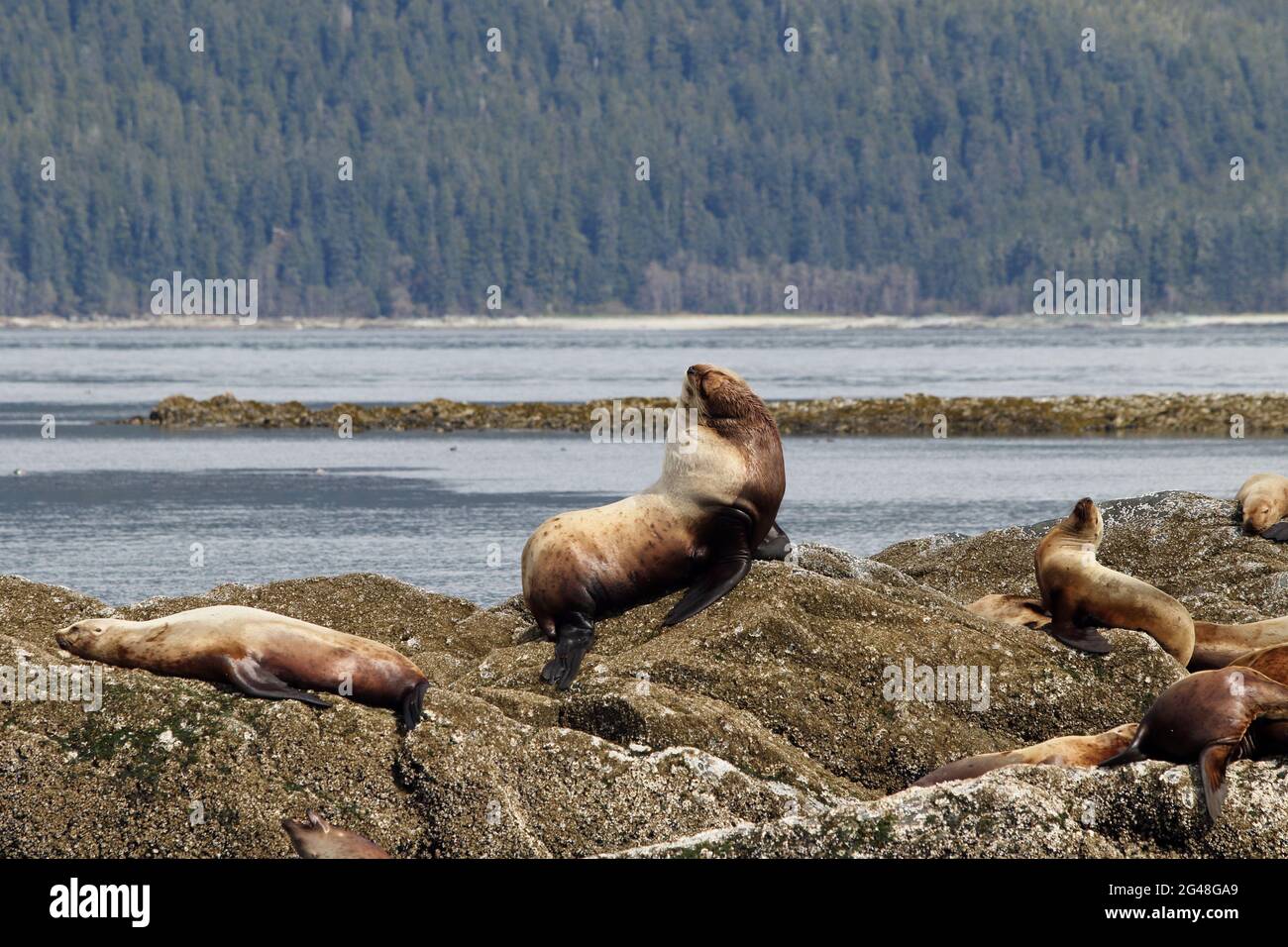 A huge Bull Fur Seal keeps watch over his harem Stock Photo