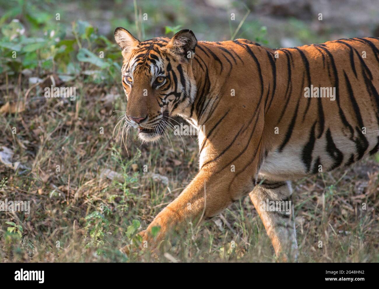 Tiger walking in golden sunlight in Kabini Forest, Nagarhole National Park in India; very rare shot; tiger stripes; india; Panthera tigris bengalensis Stock Photo