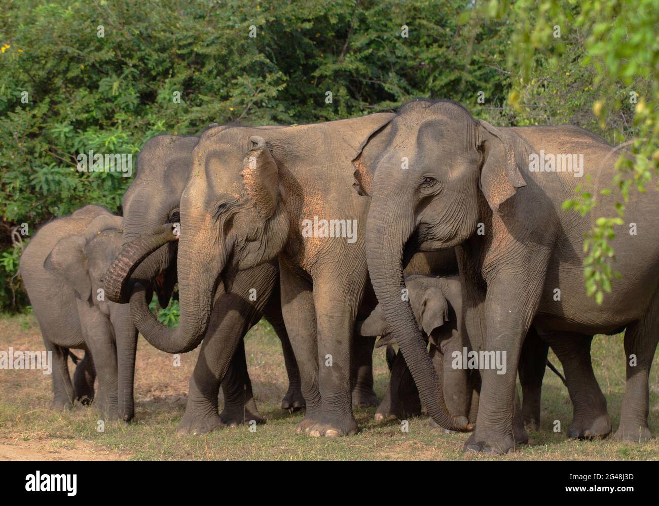 Elephant herd in the wild; elephants in the wild; Wild elephants; Elephant baby and mom; baby elephant; Elephant herd from Yala National Park, Sri Lan Stock Photo