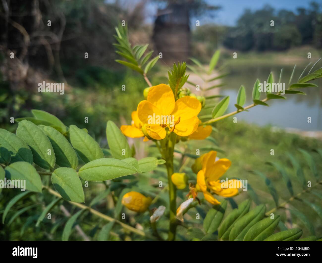Closeup shot of cassia flowers under the sunlight Stock Photo