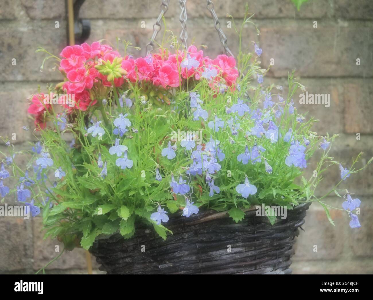 Geraniums lobelia hi-res stock photography and images - Alamy