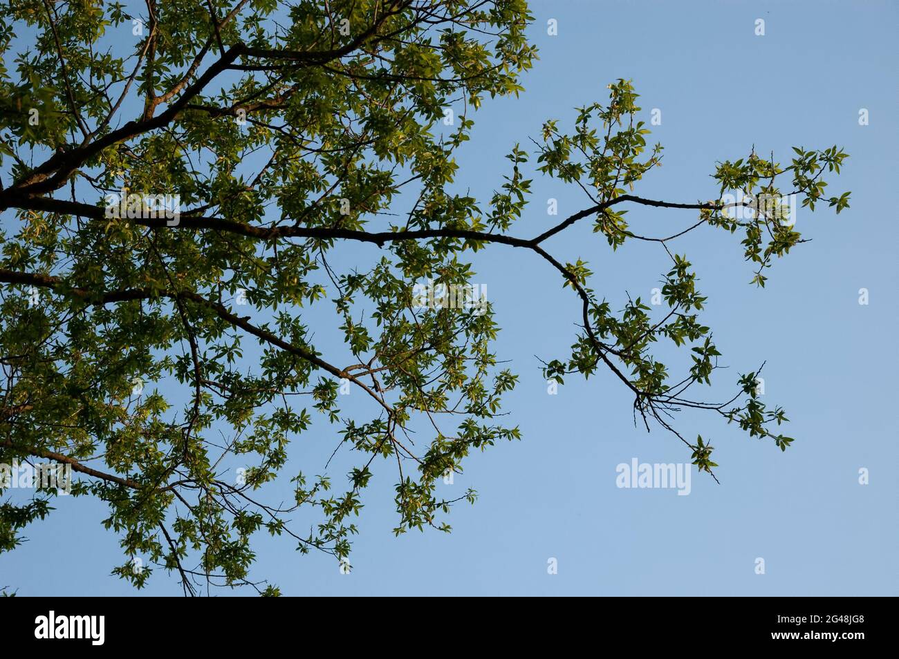 spring forest: tree branches against the blue sky Stock Photo - Alamy