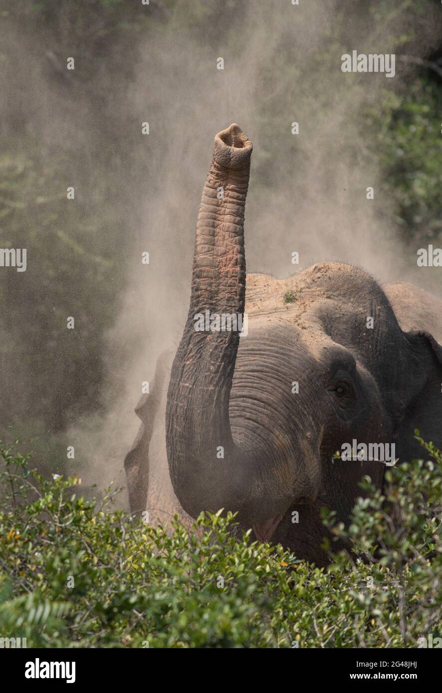 Elephant blowing dust in the air; elephant lifting its trunk; elephant ears; elephant flapping its ears; Elephant from Sri Lanka Stock Photo