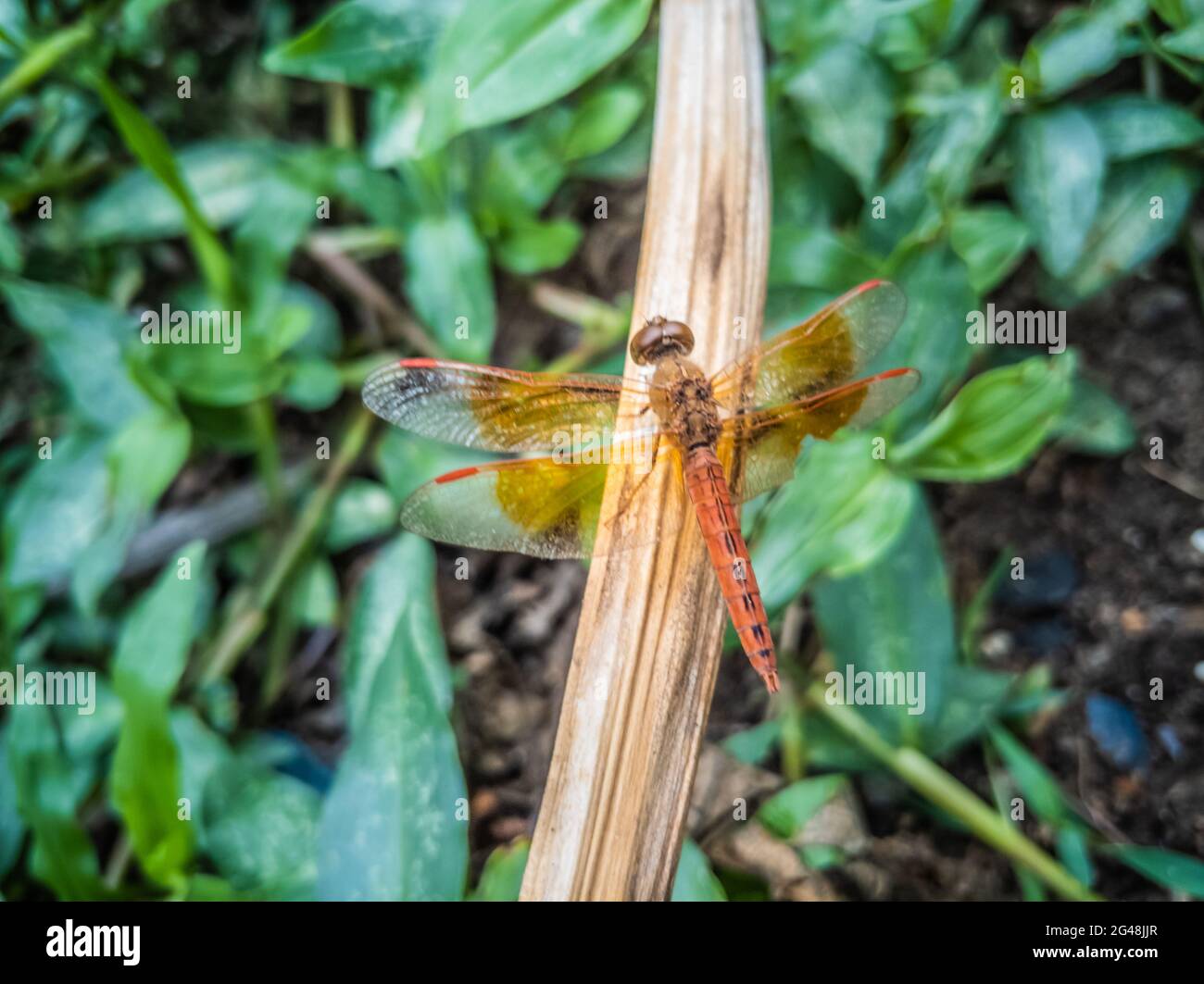 Closeup shot of an orange dragonfly on a long brown leaf Stock Photo ...