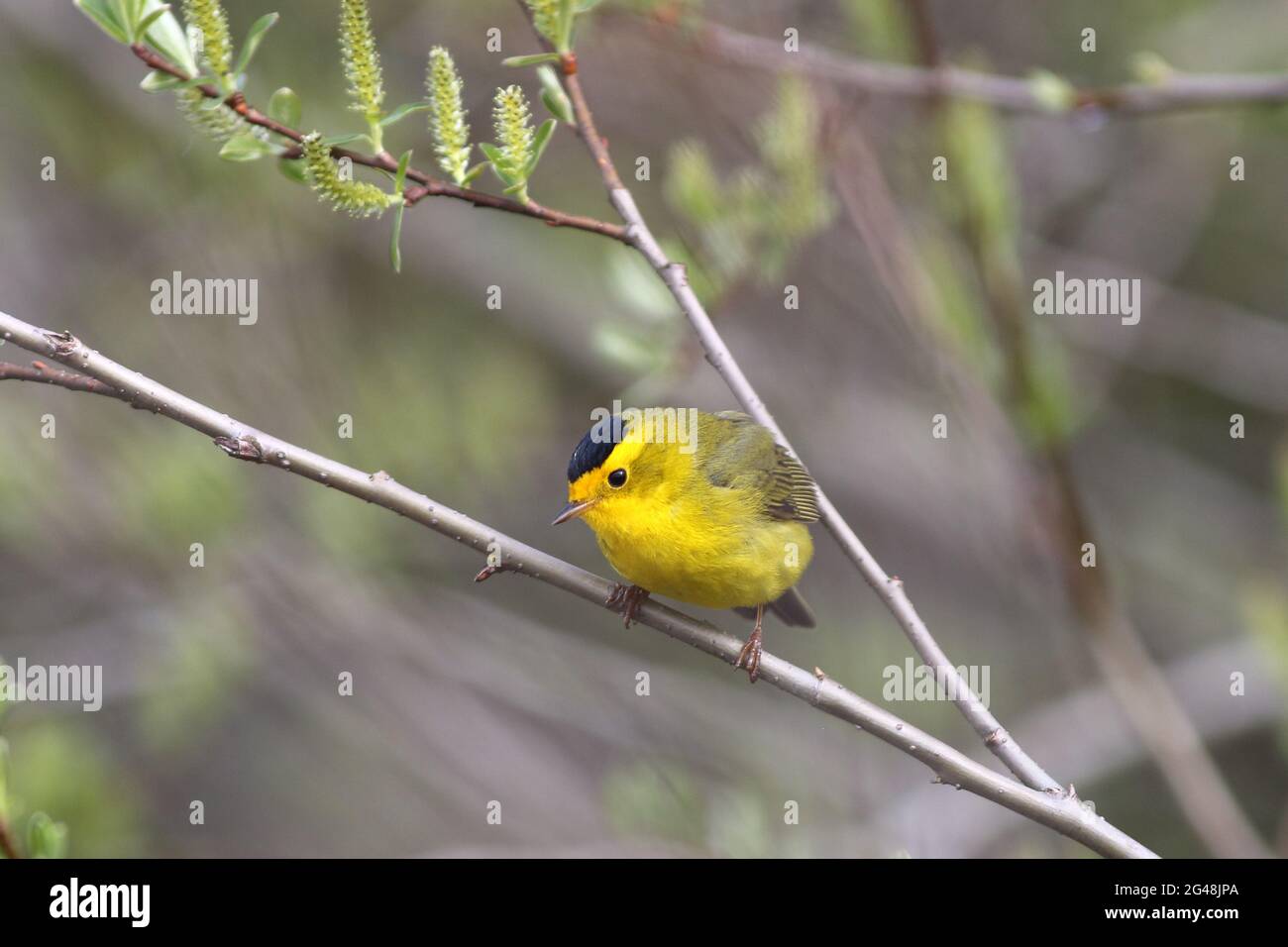 A tiny, bright yellow Wilson's Warbler with a black crown stops his rapid and frenetic flight to take a brief rest on a leafy branch Stock Photo