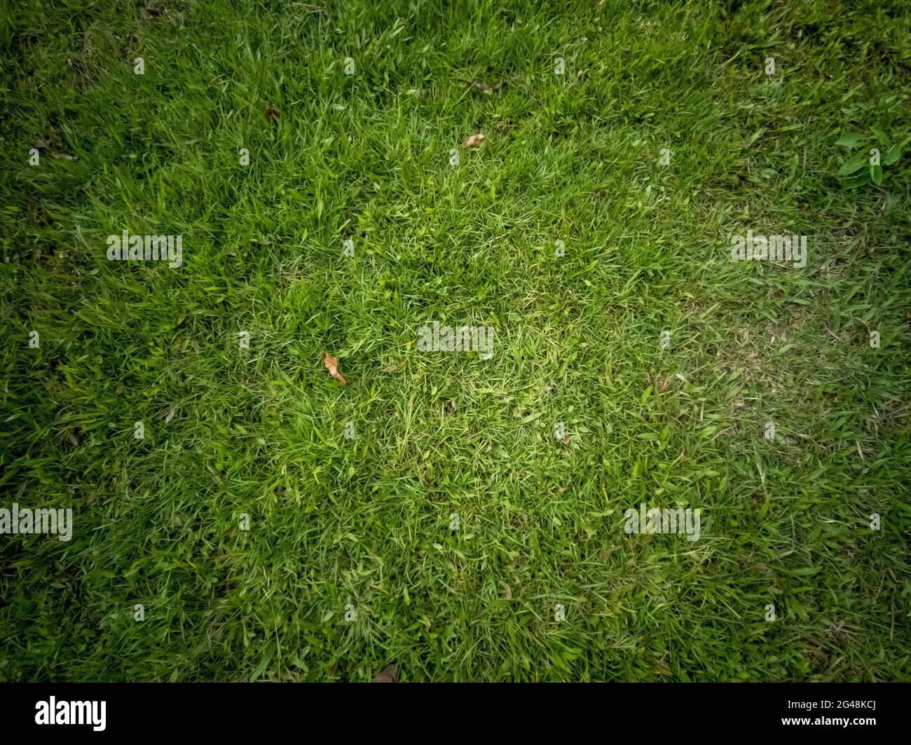 Landscape Of Carabao Grass In The Field Under Sunlight Stock Photo Alamy