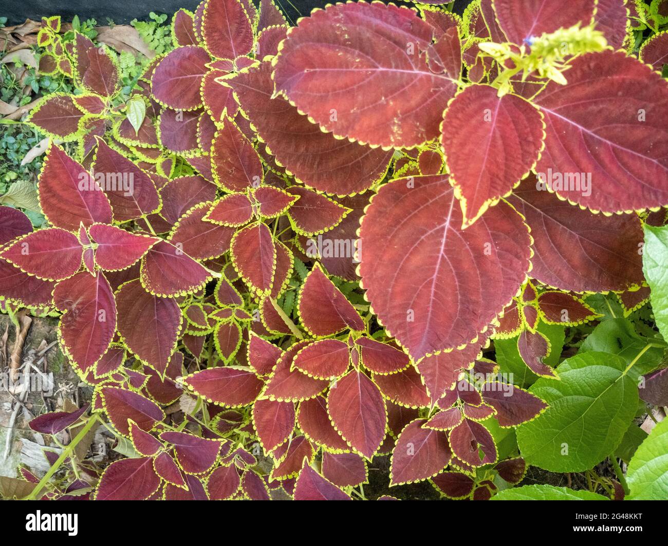 High angle shot of purple mayana plant in the garden Stock Photo