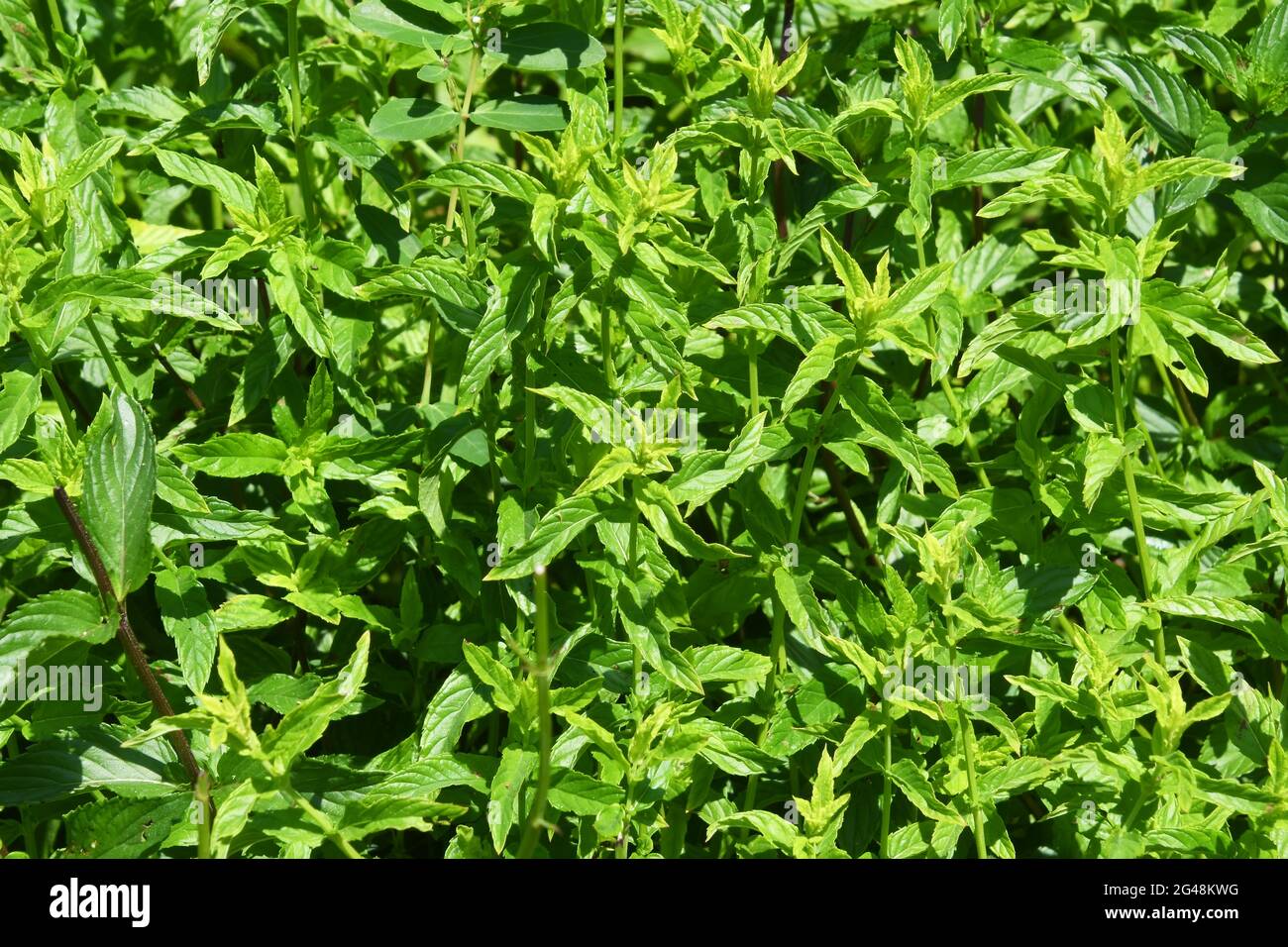 Mentha longifolia- horsemint Stock Photo