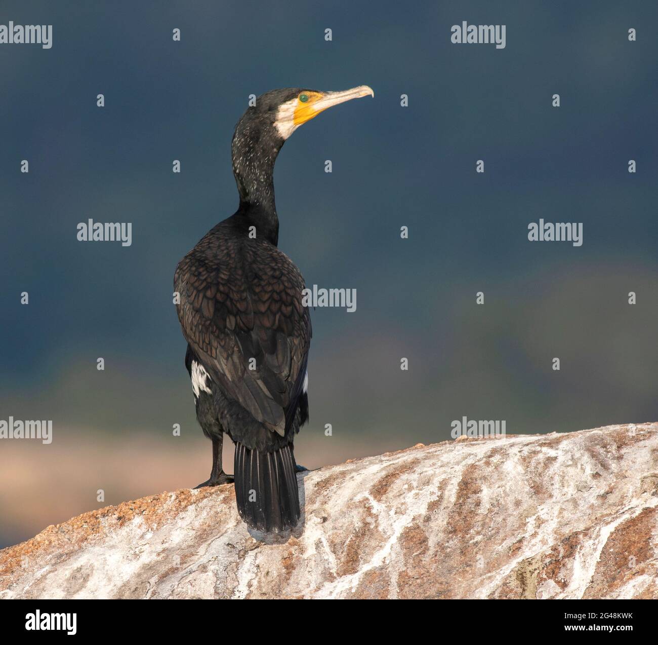 Animal droppings hi-res stock photography and images - Alamy
