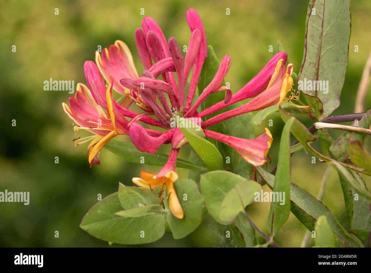 Gold flame honeysuckle hi-res stock photography and images - Alamy