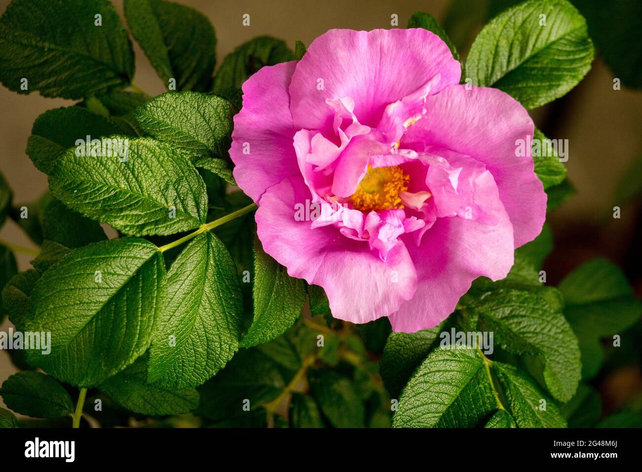 Rosa rugosa Foxi Pink Rose Flower Stock Photo