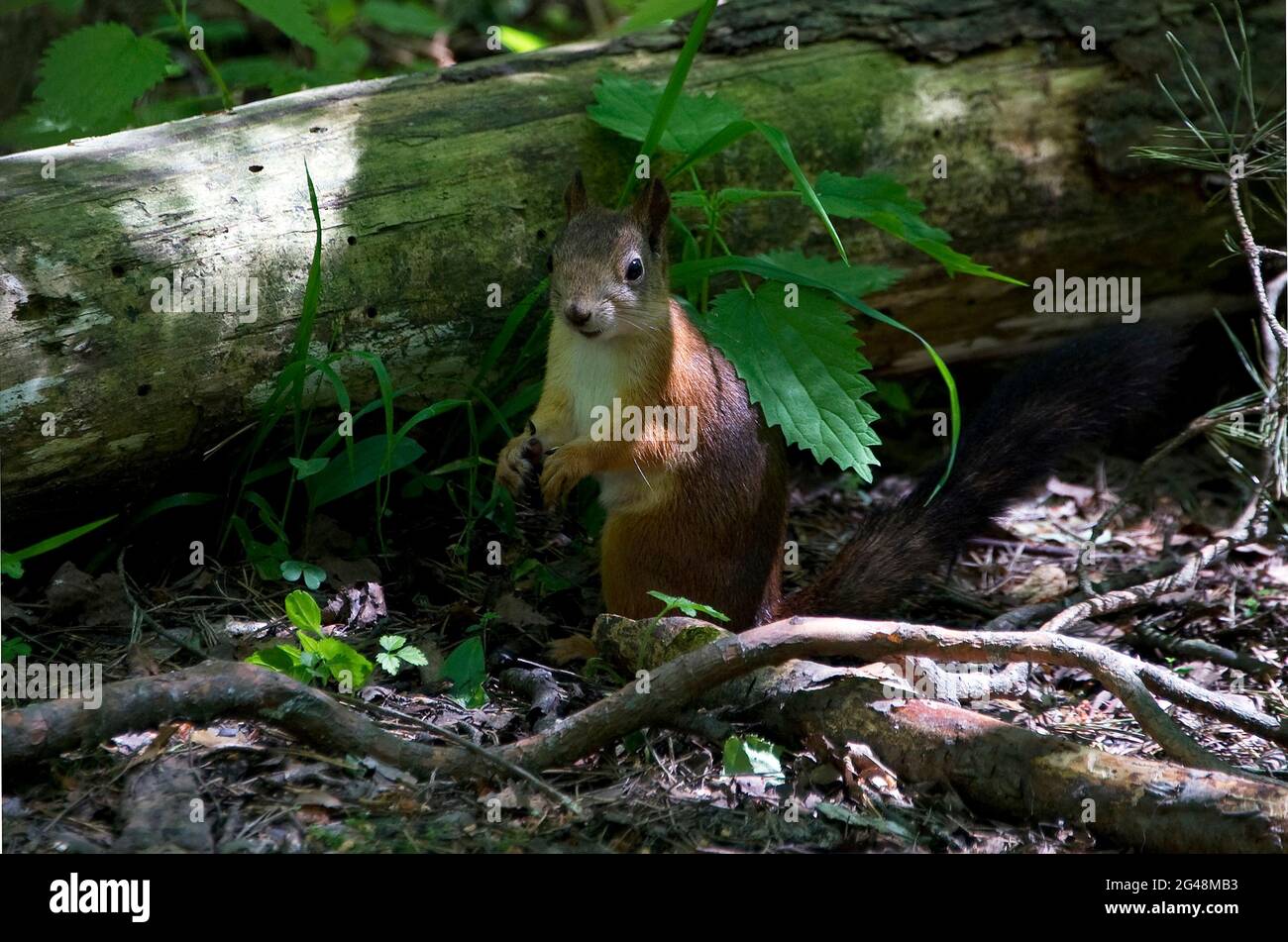 Wild squirrel in the forest looking for food. Stock Photo