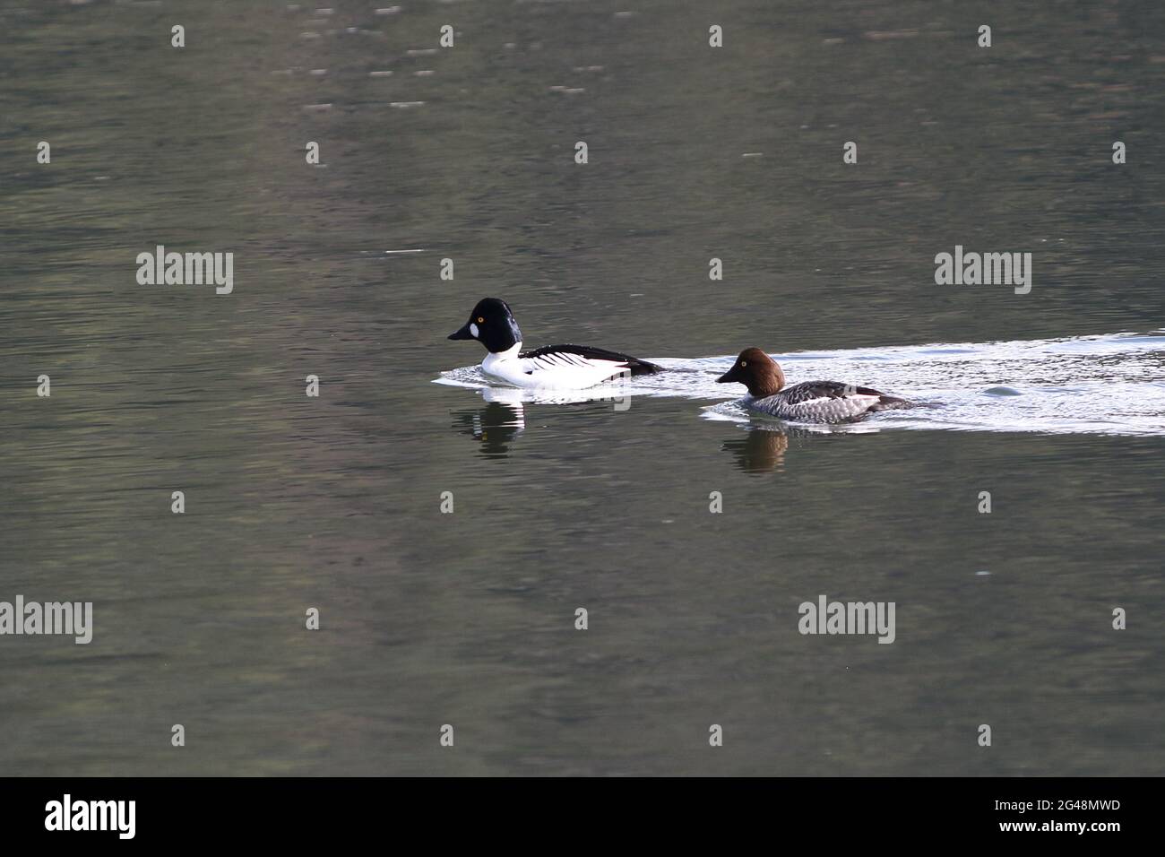 A mated pair of Common Goldeneye Ducks create a small wake and reflections as they swim in calm waters. Stock Photo