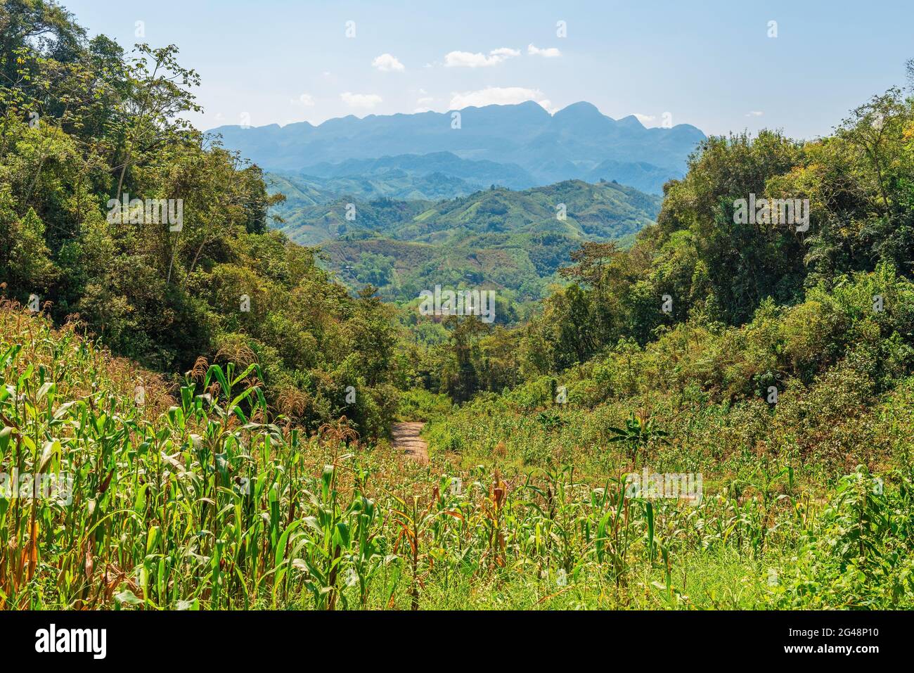 Corn field in the Guatemalan highlands in the region of Lanquin, Semuc Champey and Coban, Alta Verapaz state, Guatemala. Stock Photo