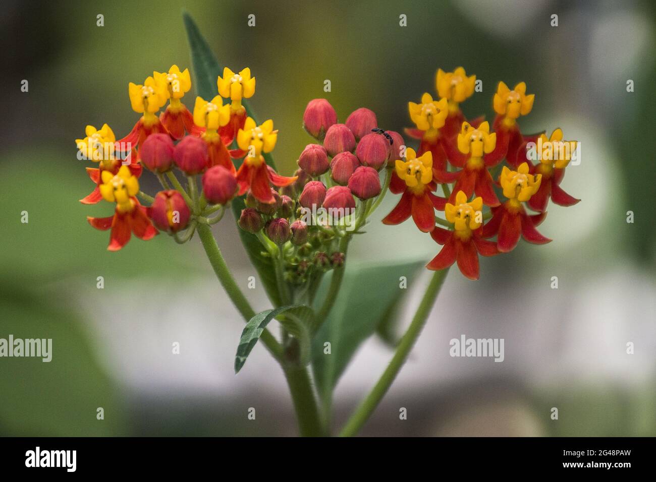Soft focus of Mexican butterfly weed flowers blooming at a garden Stock Photo