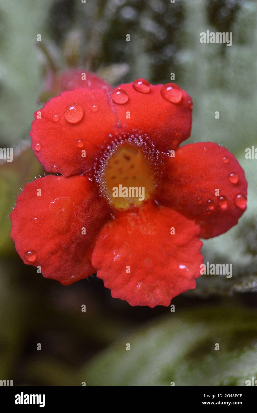 Vertical shot of a flame violet flower with water drops at a garden Stock Photo