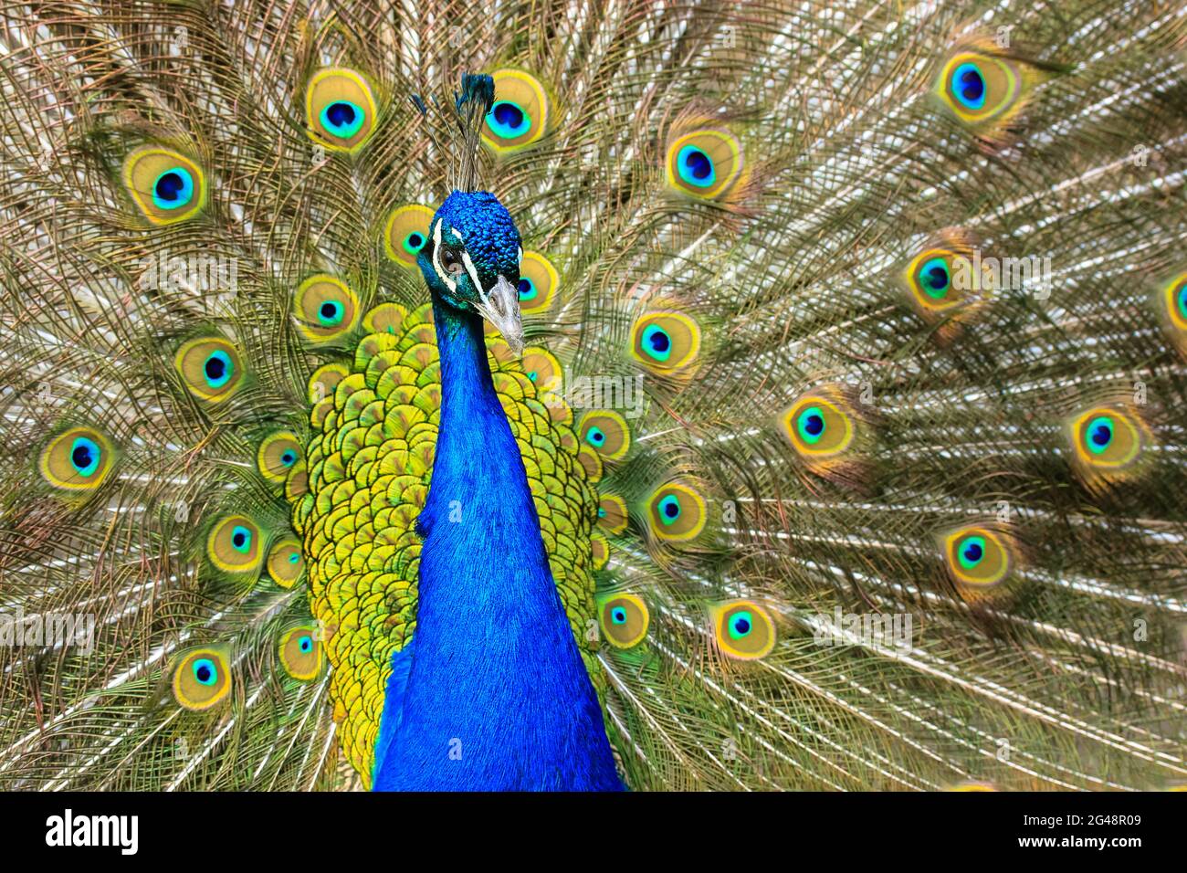 Indian peacock with colorful feathers fan-spreading its large tail. A beautiful Indian National bird is dancing with its feather wide spread in the zo Stock Photo - Alamy Indian peacock with colorful feathers fan-spreading its large tail. A beautiful Indian National bird is dancing with its feather wide spread in the zo Stock Photo - Alamy