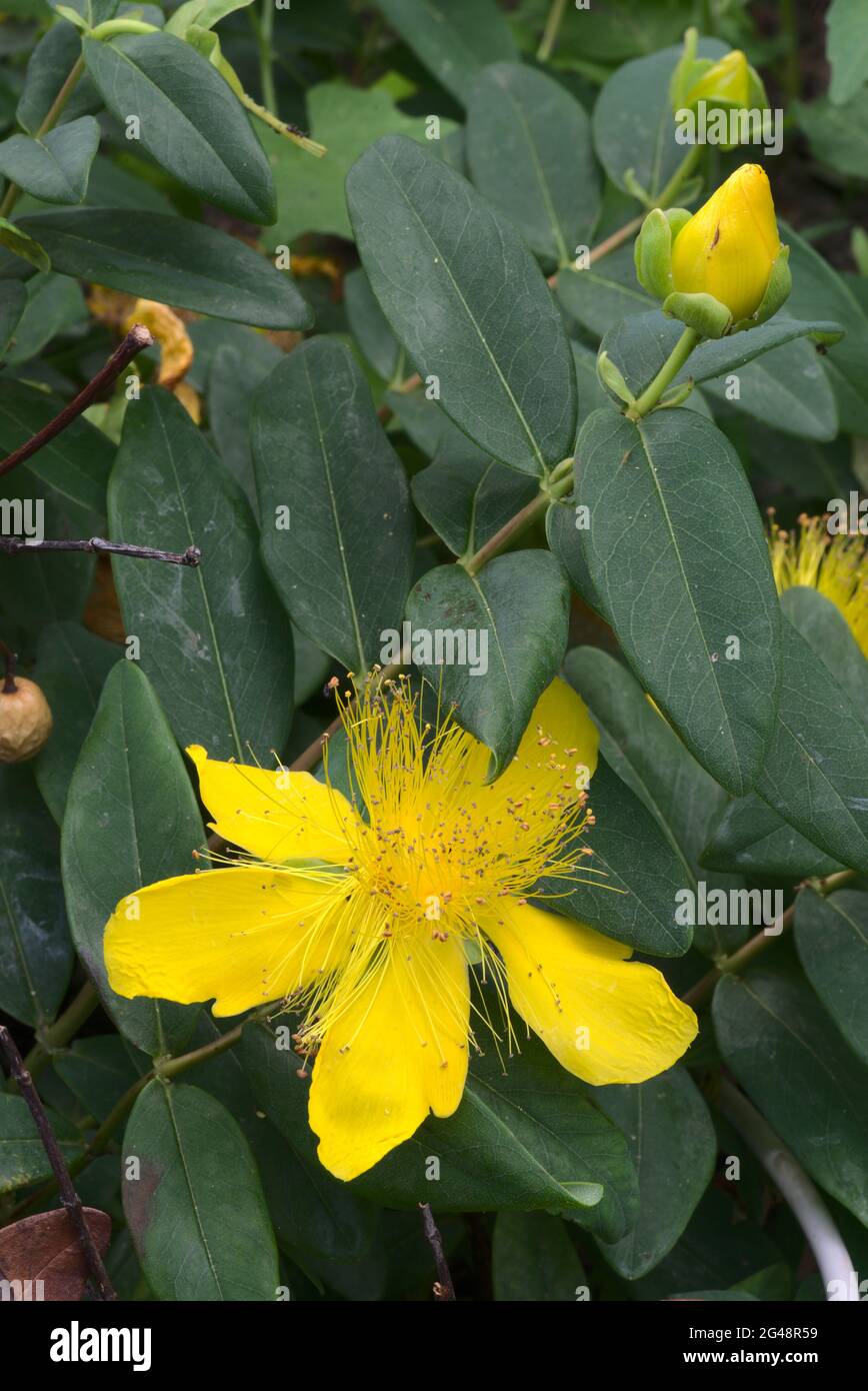 St. John's wort has large yellow flower; Hypericum calycinum, hypericaceae Stock Photo