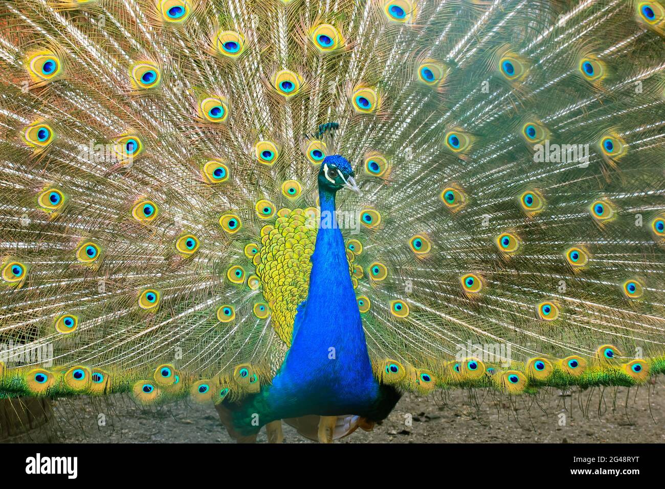 Indian peacock with colorful feathers fanspreading large tail
