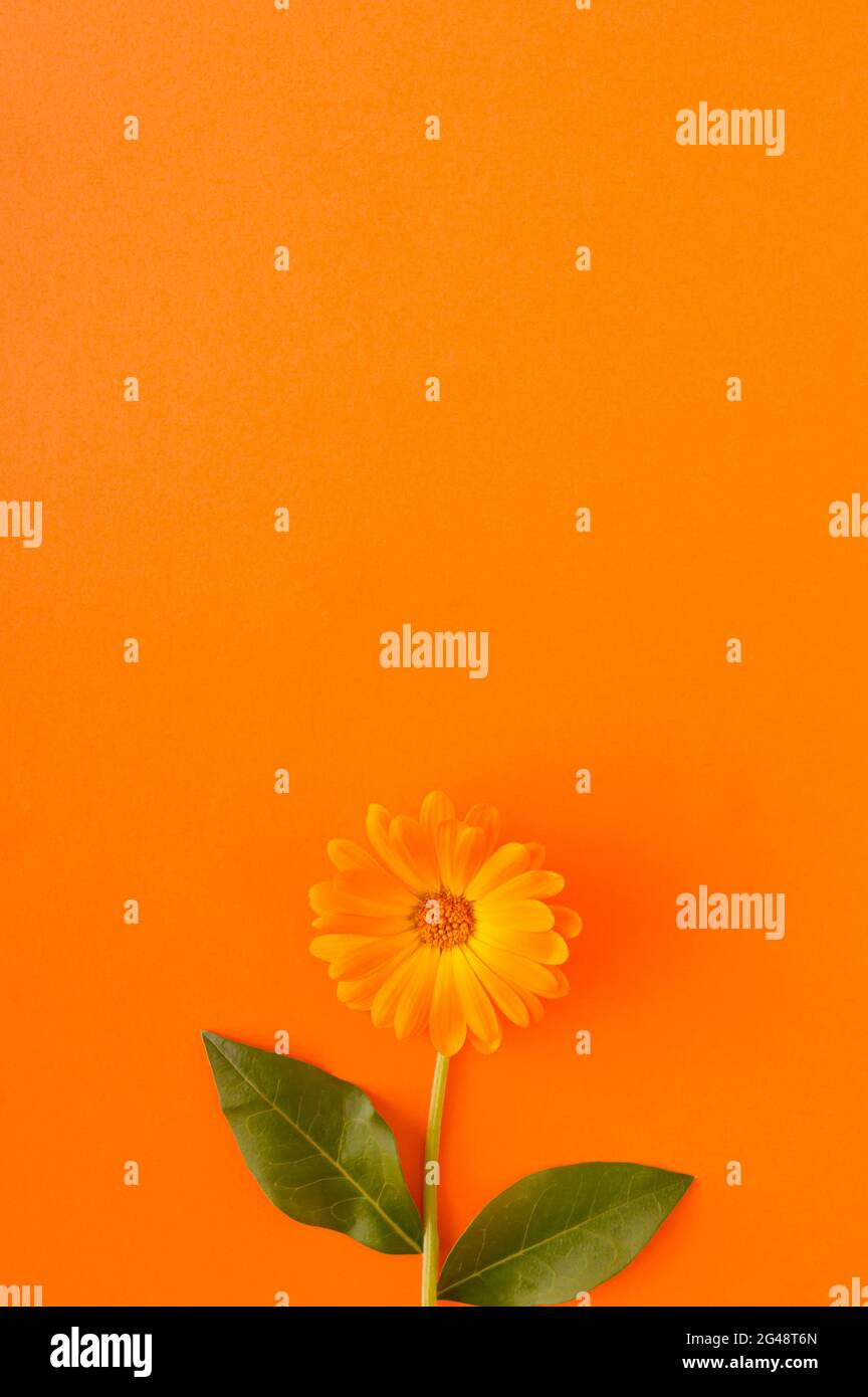 Orange flower on an orange background with a large copy space. Monochromatic colors Stock Photo