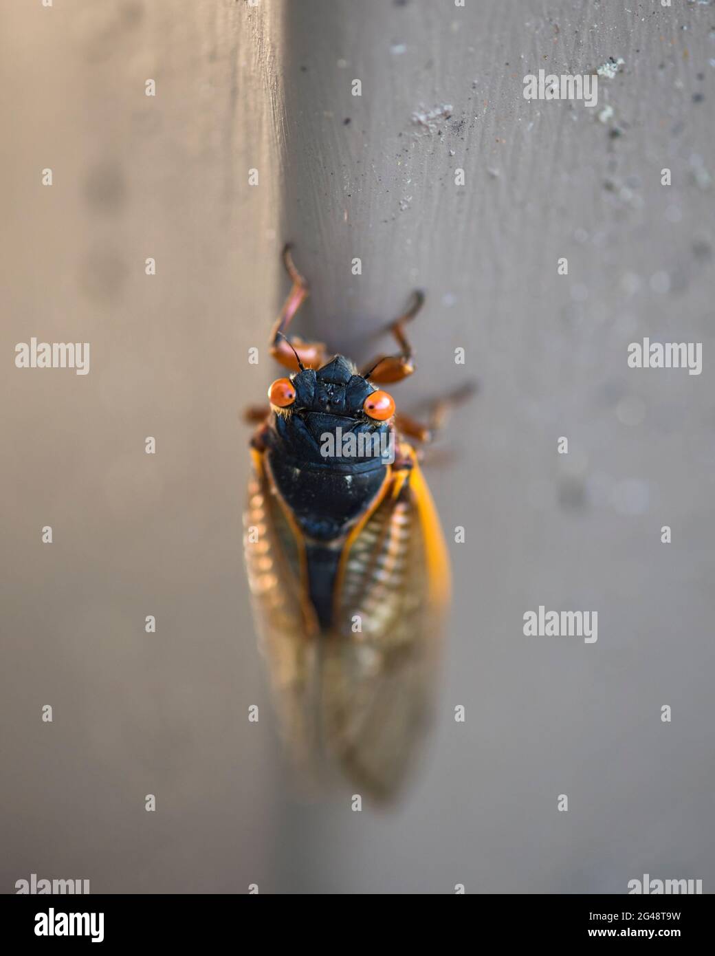 A periodical 17 year cicada on the side of a building Stock Photo