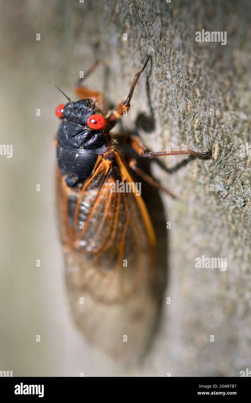 periodical 17 year cicada crawling up a tree trunk Stock Photo