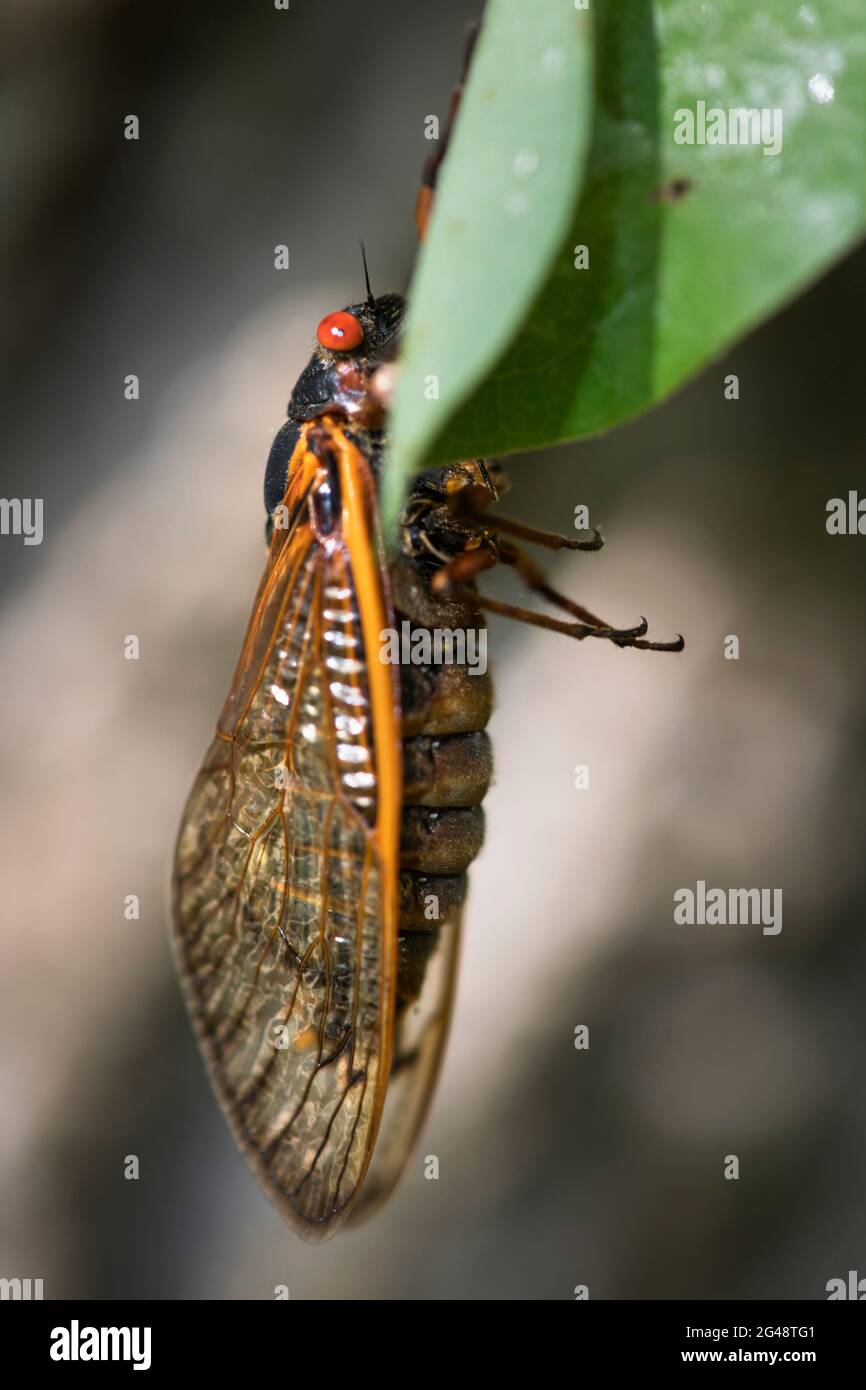 Lower abdomen hi-res stock photography and images - Alamy