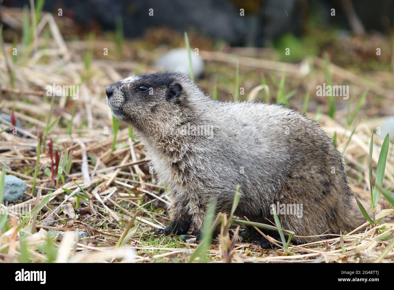 An alert, furry Marmot strikes a classic pose Stock Photo