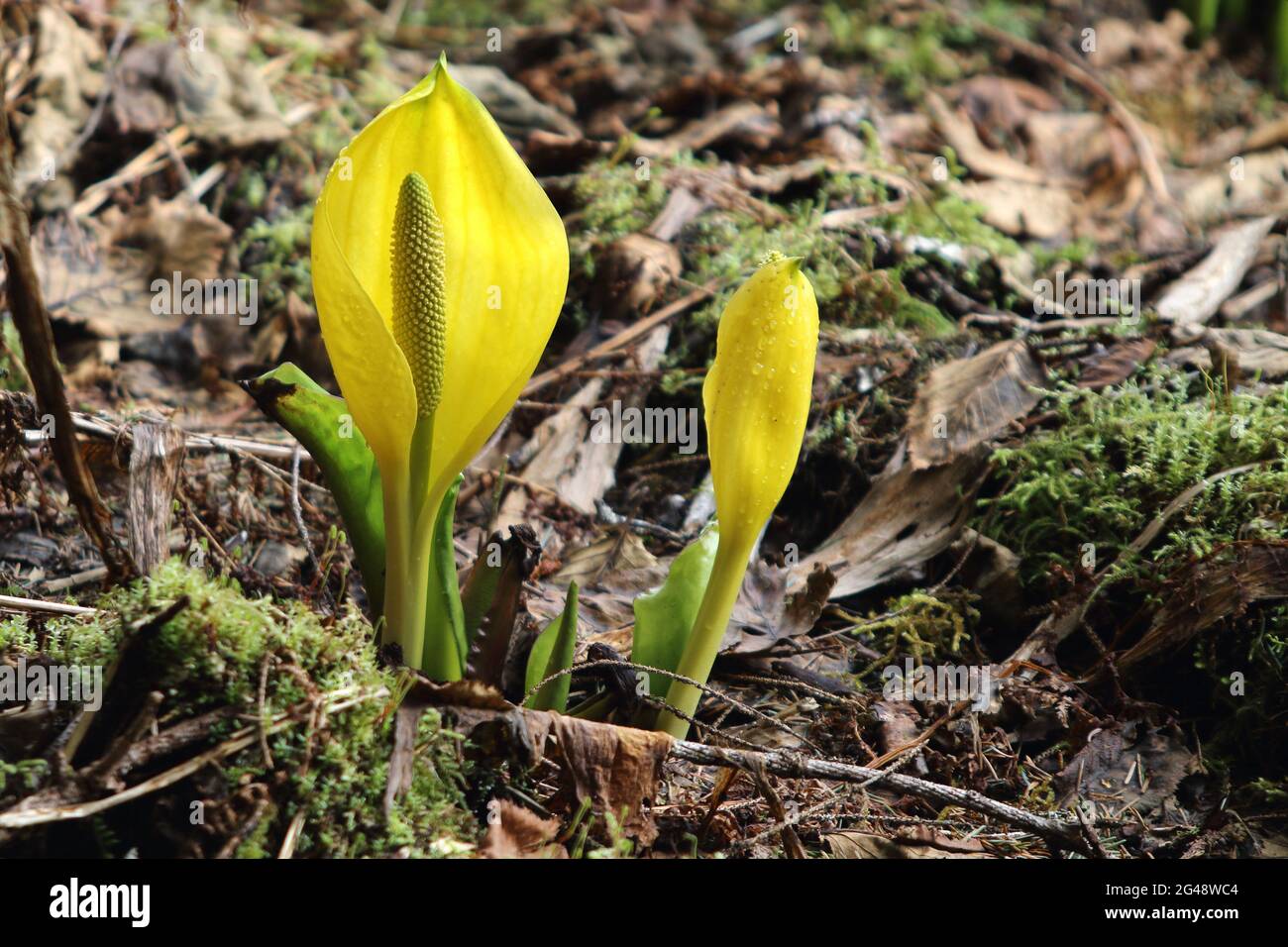 The vivid yellow blossoms and unusual shape of mature Skunk Cabbage Plants in full bloom create a bright spot in the soggy woodlands Stock Photo