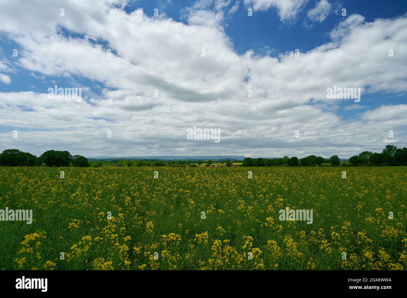 Agriculture farm field in english countryside with blue sky and small clouds and yellow meadow flowers Stock Photo