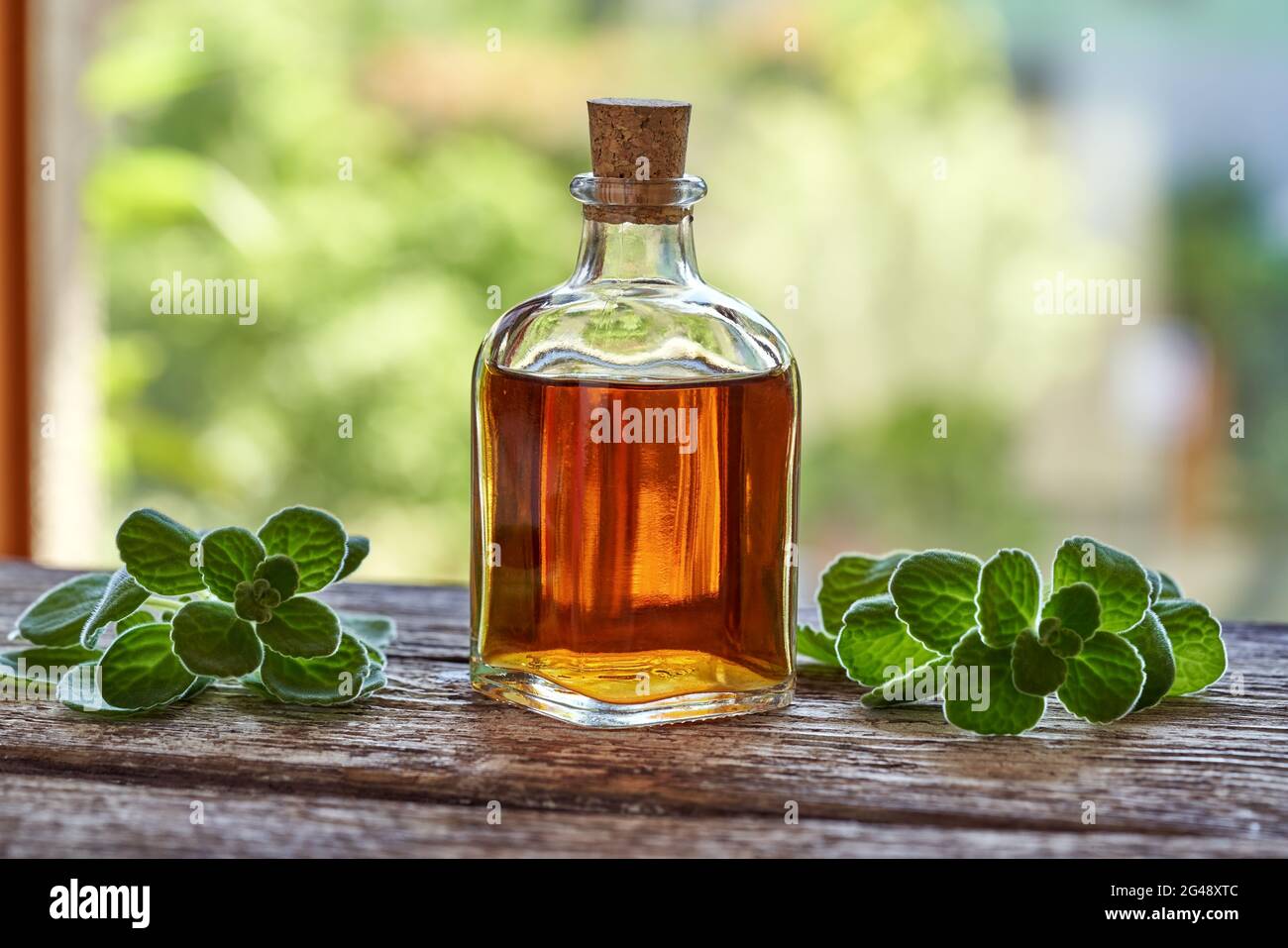 A bottle of silver spurflower tincture with fresh Plectranthus argentatus leaves. Alternative medicine or naturopathy. Stock Photo