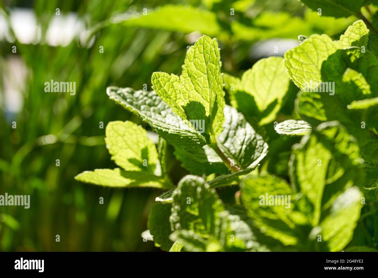 Peppermint herb hi-res stock photography and images - Alamy