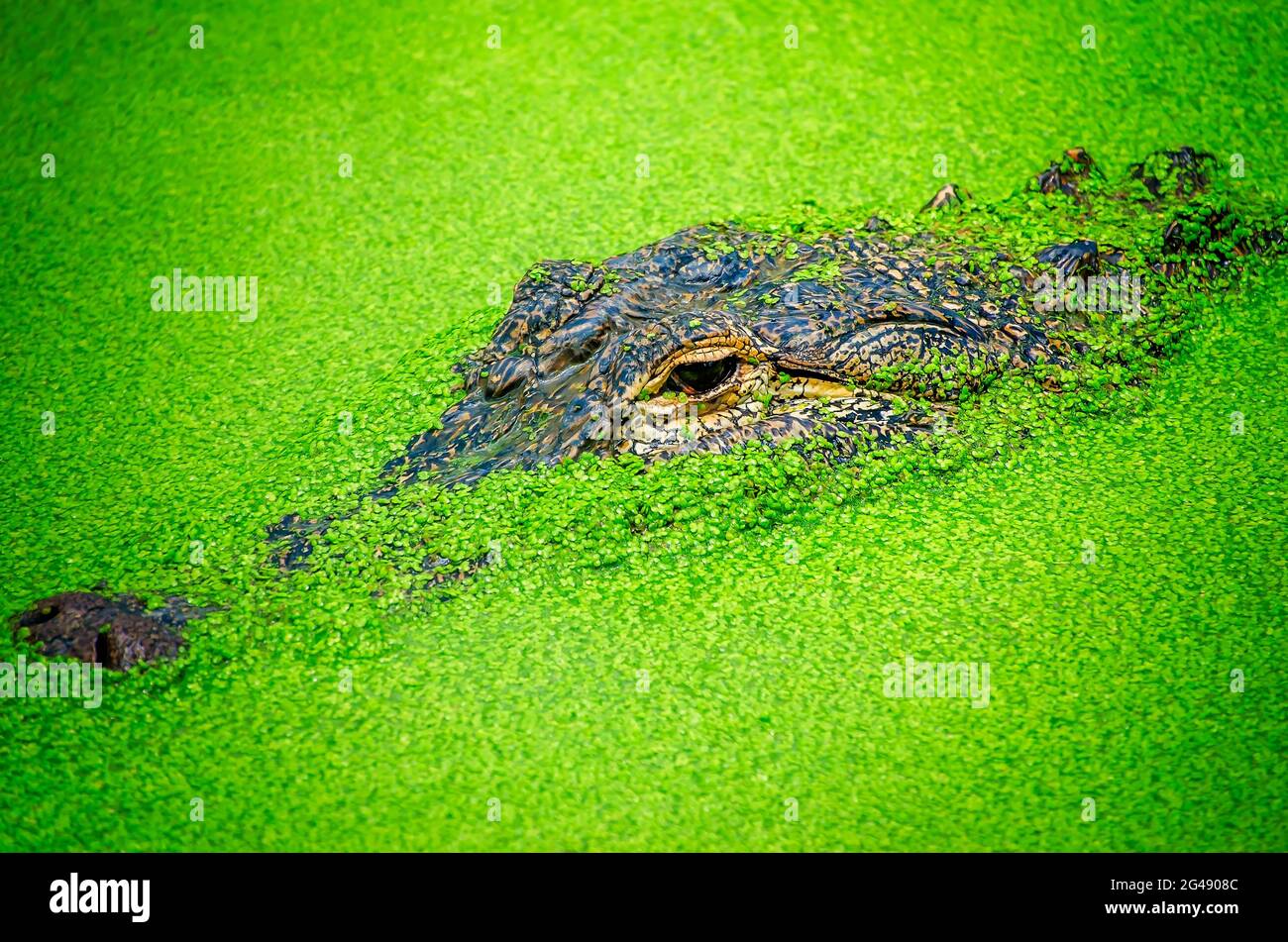 An adult alligator swims through duckweed at Gulf Coast Gator Ranch and Tours, June 12, 2021, in Moss Point, Mississippi. Stock Photo
