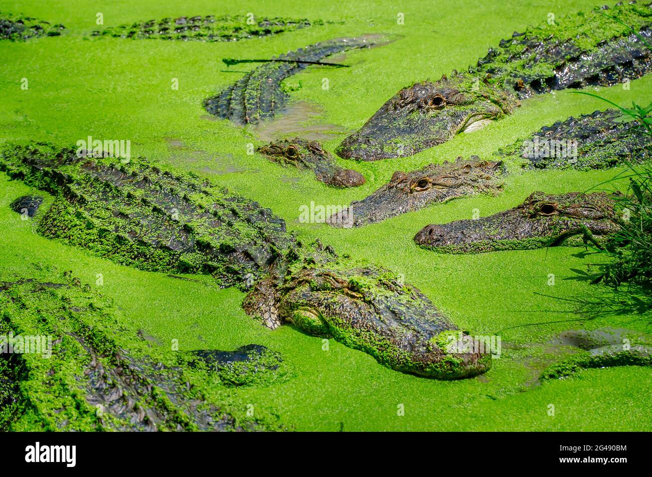 A swamp is filled with alligators swimming through duckweed at Gulf Coast Gator Ranch and Tours, June 12, 2021, in Moss Point, Mississippi. Stock Photo