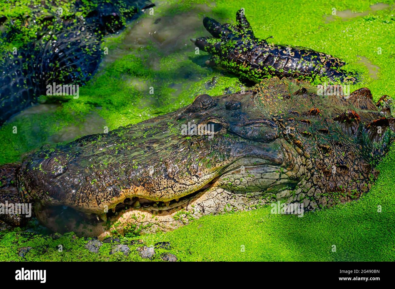 An adult alligator swims through duckweed at Gulf Coast Gator Ranch and Tours, June 12, 2021, in Moss Point, Mississippi. The local tourist attraction Stock Photo