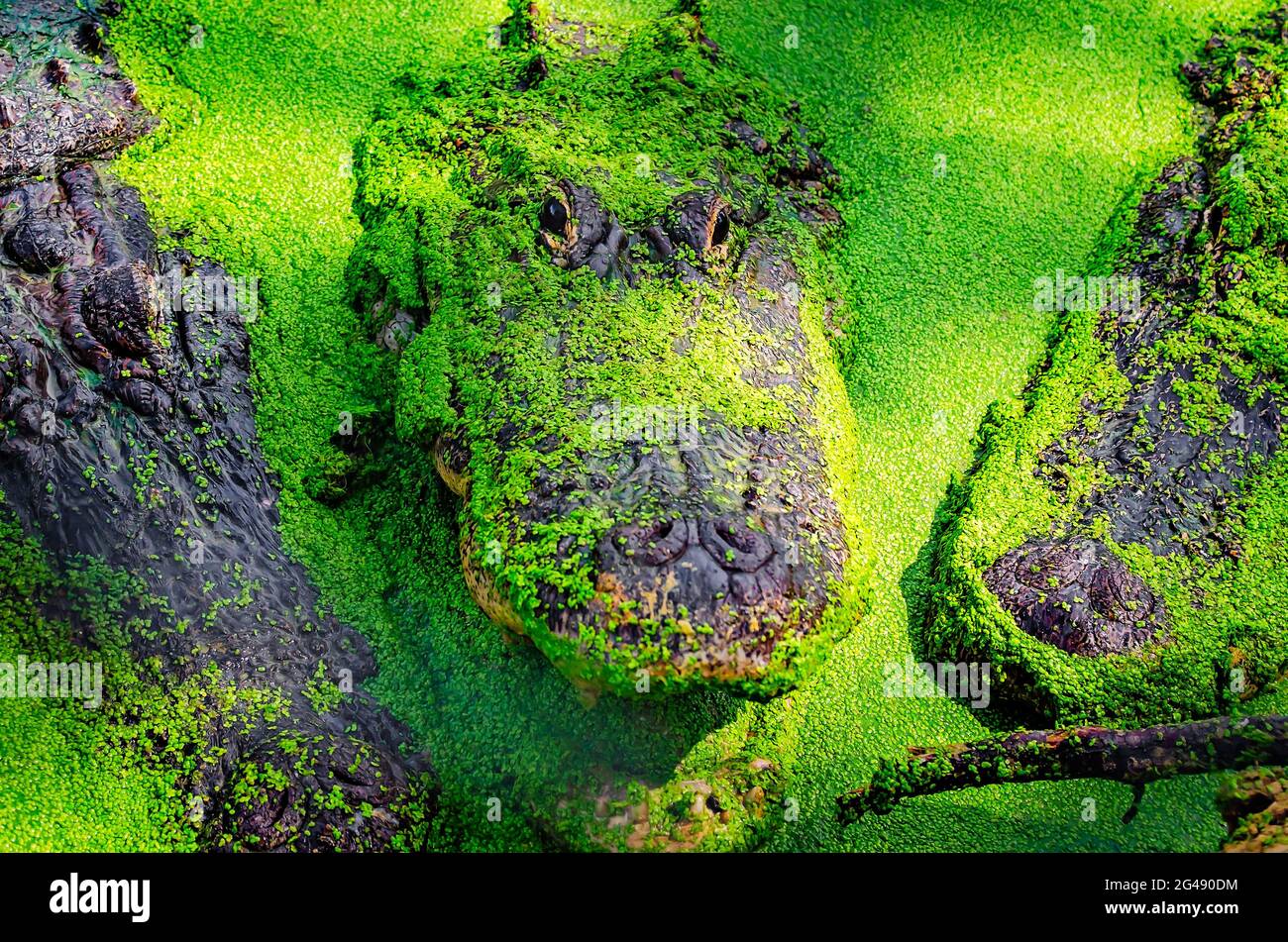 Three alligators swim through duckweed at Gulf Coast Gator Ranch and Tours, June 12, 2021, in Moss Point, Mississippi. Stock Photo